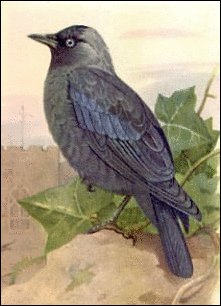 Jackdaw