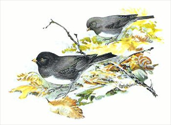 Junco