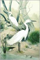 Little-Egret