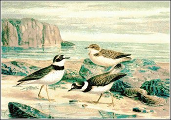 Little-Ringed-Plover