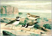 Little-Ringed-Plover