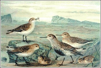 Little-Stint