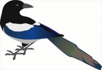 Magpie