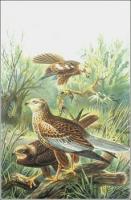 Marsh-Harrier