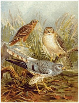 Montagus-Harrier