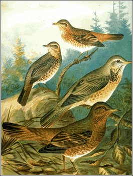 Naumanns-Thrush