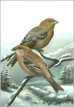 Pine-Grosbeak