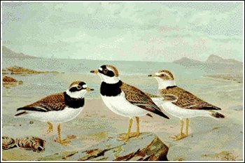 Ringed-Plover