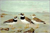 Ringed-Plover