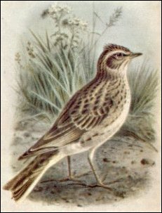 Skylark