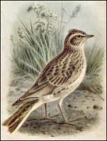 Skylark