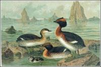 Slavonian-Grebe