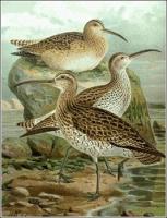 Slender-billed-Curlew