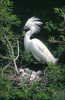 Snowy-Egret