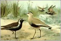 Sociable-Plover