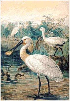 Spoonbill