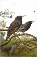 Starling