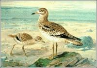 Stone-Curlew