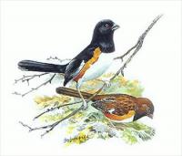 Towhee