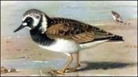 Turnstone