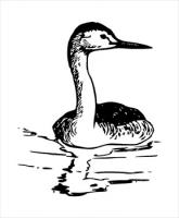 WesternGrebe