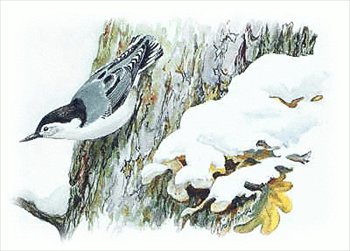 White-Breasted-Nuthatch