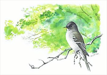 Wood-Pewee