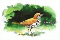 Wood-Thrush