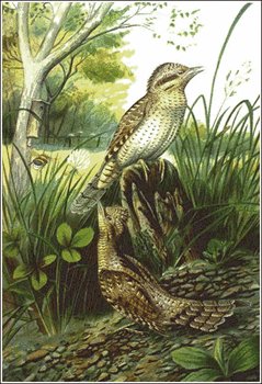 Wryneck