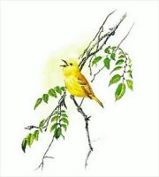 Yellow-Warbler