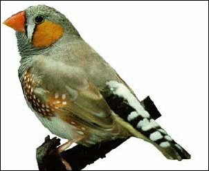 Zebra-Finch