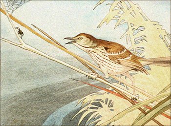 brown-thrasher2