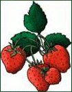 strawberries-1