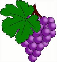 grapes-on-vine