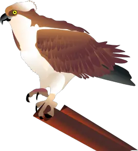 osprey