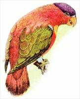 purple-capped-Lory