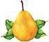 pear-yellow-bartlett