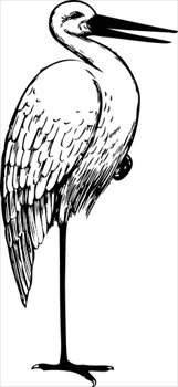 stork-BW-sketch