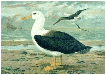 Black-browed-Albatross