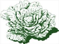 Dutch-cabbage