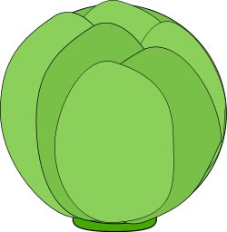 head-of-cabbage