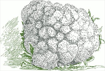 cauliflower-2-tone