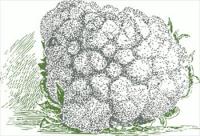 cauliflower-2-tone