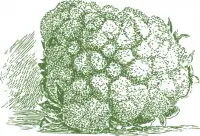 cauliflower