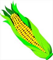 ear-of-corn