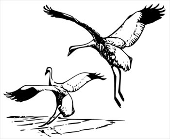 whooping-Crane-2