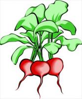 radishes