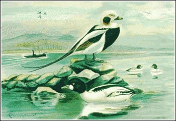 Long-tailed-Duck