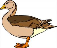 duck01