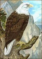 Bald-Eagle